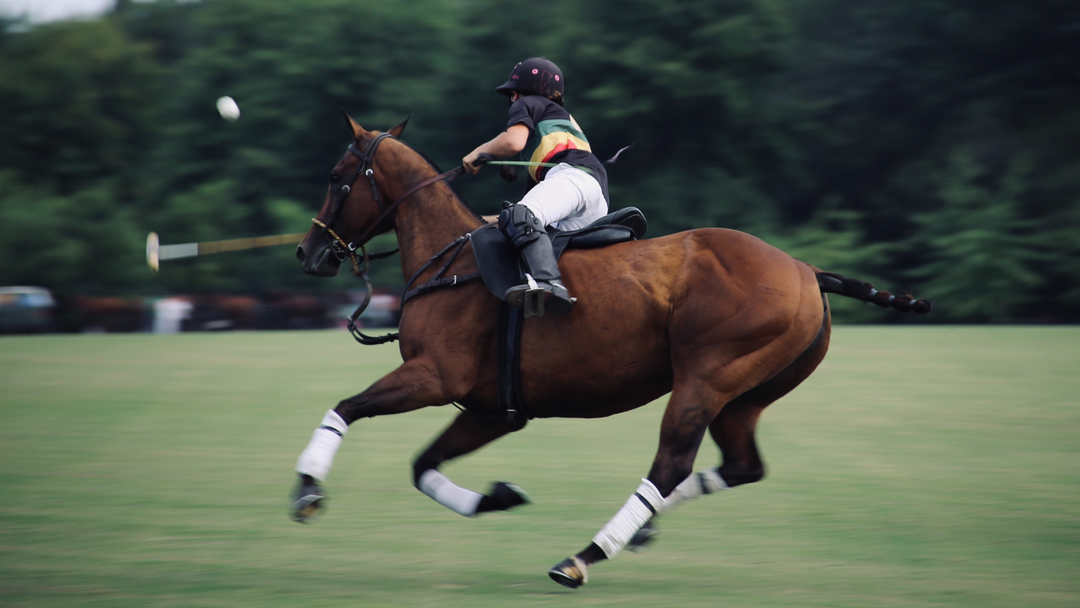 Equestrian  - Sportamore.com