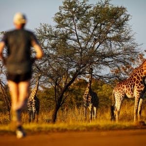 Fem maratonlopp du bara måste springa Image