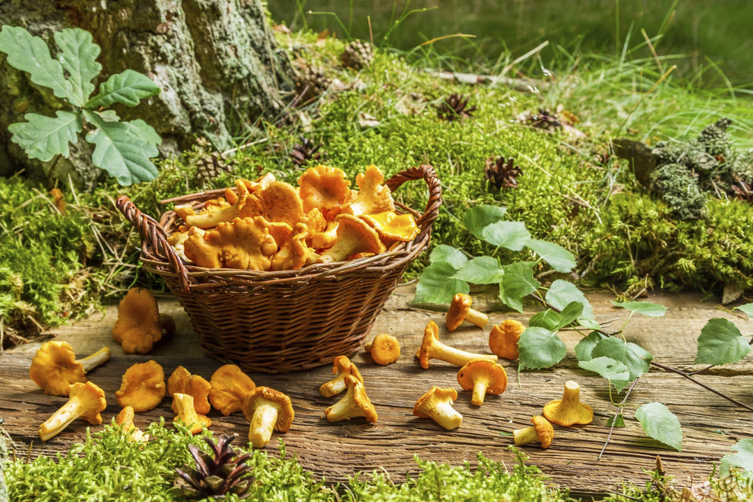 Laga kantarellpasta, och därmed basta! Image