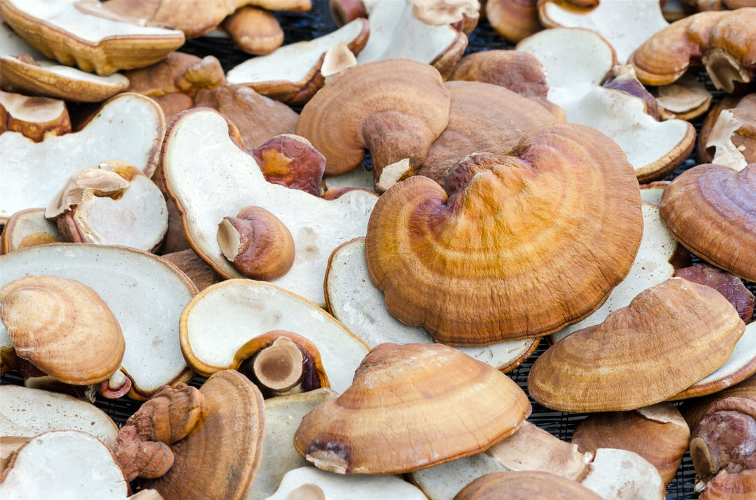 Hetaste hälsotrenden i USA: Superfood-svampar Image