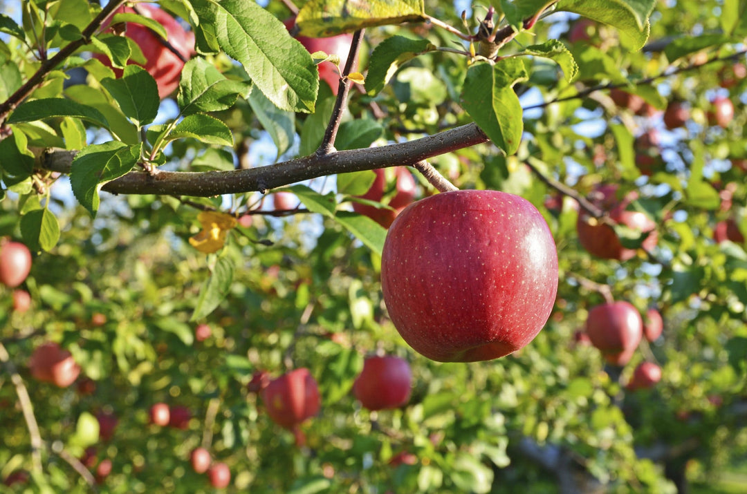 Höstens 6 bästa superfoods Image