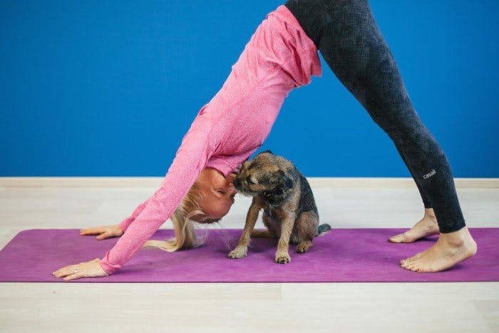 Yoga med ditt husdjur Image