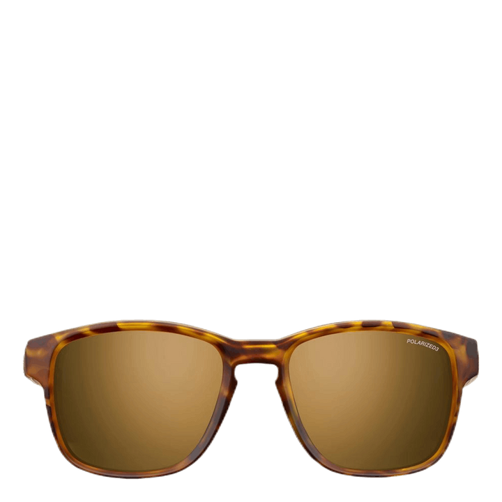 Paddle Polarized 3 Brown/Black